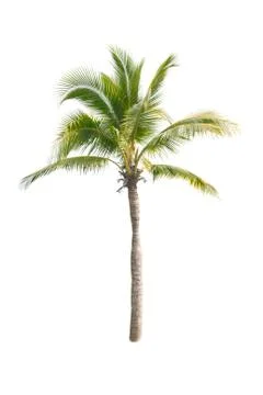 Palm tree or Coconut tree ,a green leaf isolation for summer background ,relax a Stock Photos