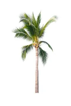 Palm tree or Coconut tree ,a green leaf isolation for summer background ,relax a Stock Photos