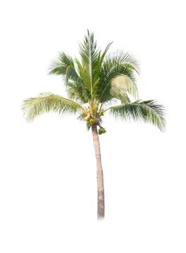 Palm tree or Coconut tree ,a green leaf isolation for summer background ,relax a Stock Photos