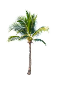 Palm tree or Coconut tree ,a green leaf isolation for summer background ,relax a Stock Photos