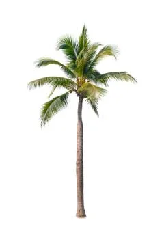 Palm tree or Coconut tree ,a green leaf isolation for summer background ,relax a Stock Photos
