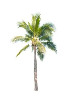 Palm tree or Coconut tree ,a green leaf isolation for summer background ,relax a Stock Photos