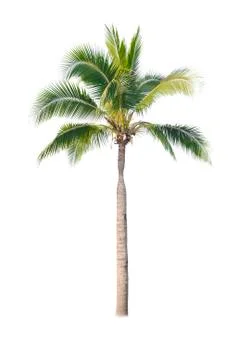 Palm tree or Coconut tree ,a green leaf isolation for summer background ,relax a Stock Photos