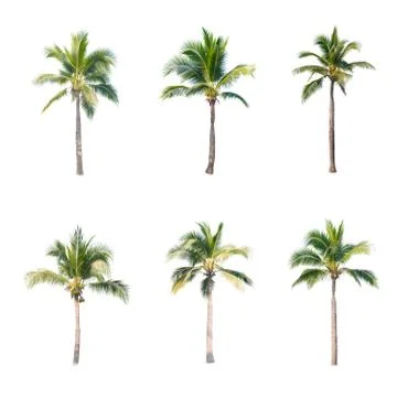 Palm tree or Coconut tree ,a green leaf isolation for summer background ,relax a Stock Photos