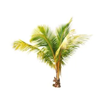 Palm tree or Coconut tree ,a green leaf isolation for summer background ,relax a Stock-Fotos