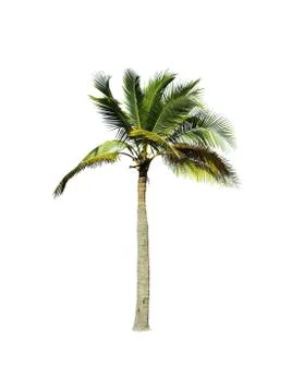 Palm tree or Coconut tree ,a green leaf isolation for summer background ,relax a Stock Photos