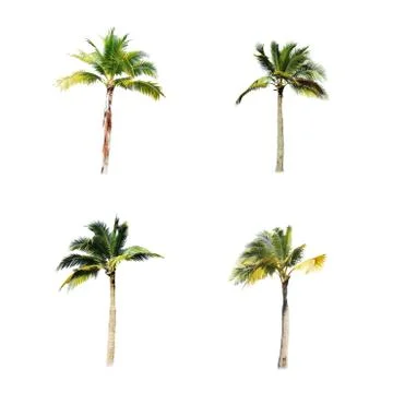 Palm tree or Coconut tree ,a green leaf isolation for summer background ,relax a Stock Photos