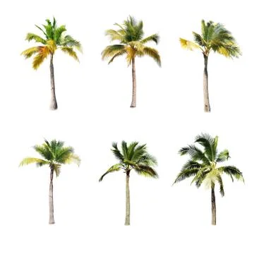 Palm tree or Coconut tree ,a green leaf isolation for summer background ,relax a Stock Photos
