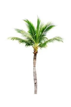 Palm tree or Coconut tree ,a green leaf isolation for summer background ,relax a 写真素材