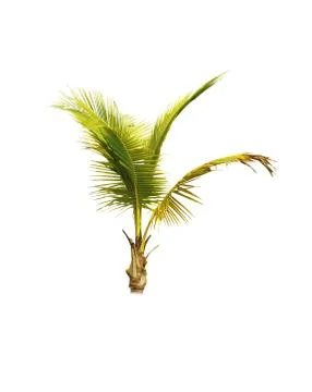 Palm tree or Coconut tree ,a green leaf isolation for summer background ,relax a Stock Photos