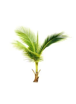 Palm tree or Coconut tree ,a green leaf isolation for summer background ,relax a Stock Photos