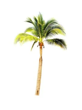 Palm tree or Coconut tree ,a green leaf isolation for summer background ,relax a Stock Photos
