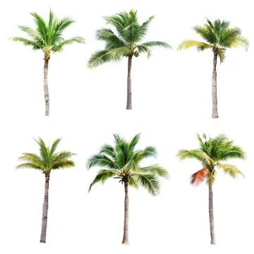 Palm tree or Coconut tree ,a green leaf isolation for summer background ,relax a Stock Photos