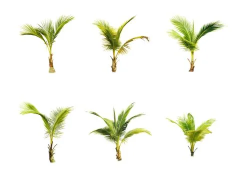 Palm tree or Coconut tree ,a green leaf isolation for summer background ,relax a Stock Photos