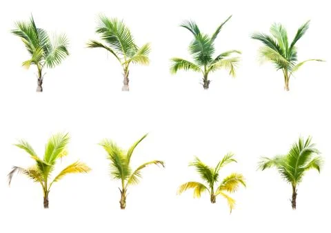 Palm tree or Coconut tree ,a green leaf isolation for summer background ,relax a Stock Photos