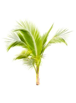 Palm tree or Coconut tree ,a green leaf isolation for summer background ,relax a Stock Photos