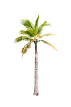 Palm tree or Coconut tree ,a green leaf isolation for summer background ,relax a Stock Photos