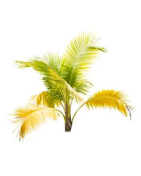 Palm tree or Coconut tree ,a green leaf isolation for summer background ,relax a Stock Photos