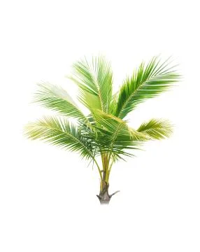Palm tree or Coconut tree ,a green leaf isolation for summer background ,relax a Stock Photos