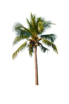 Palm tree or Coconut tree ,a green leaf isolation for summer background ,relax a Stock Photos