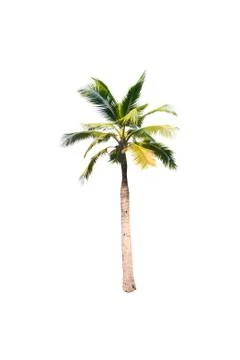 Palm tree or Coconut tree ,a green leaf isolation for summer background ,relax a Stock Photos