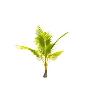 Palm tree or Coconut tree ,a green leaf isolation for summer background ,relax a Stock Photos