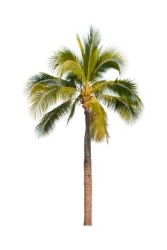 Palm tree or Coconut tree ,a green leaf isolation for summer background ,relax a Stock Photos