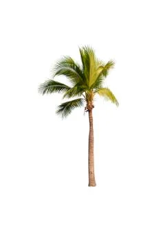 Palm tree or Coconut tree ,a green leaf isolation for summer background ,relax a Stock Photos