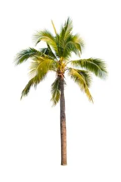 Palm tree or Coconut tree ,a green leaf isolation for summer background ,relax a Stock Photos