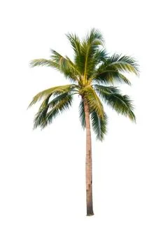 Palm tree or Coconut tree ,a green leaf isolation for summer background ,relax a Stock Photos