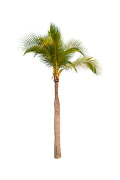 Palm tree or Coconut tree ,a green leaf isolation for summer background ,relax a Stock Photos