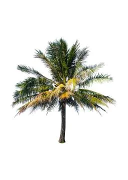 Palm tree or Coconut tree ,a green leaf isolation for summer background ,relax a Stock Photos