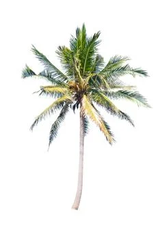 Palm tree or Coconut tree ,a green leaf isolation for summer background ,relax a Stock Photos