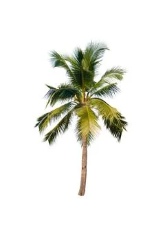 Palm tree or Coconut tree ,a green leaf isolation for summer background ,relax a Stock Photos