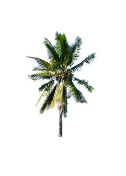 Palm tree or Coconut tree ,a green leaf isolation for summer background ,relax a Stock Photos