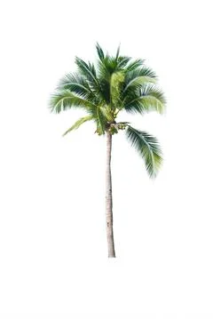 Palm tree or Coconut tree ,a green leaf isolation for summer background ,relax a Stock Photos