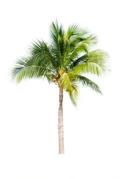 Palm tree or Coconut tree ,a green leaf isolation for summer background ,relax a Stock Photos
