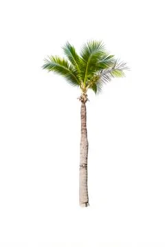 Palm tree or Coconut tree ,a green leaf isolation for summer background ,relax a Stock Photos