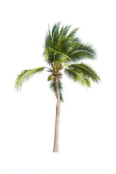Palm tree or Coconut tree ,a green leaf isolation for summer background ,relax a Stock Photos