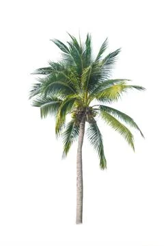 Palm tree or Coconut tree ,a green leaf isolation for summer background ,relax a Stock Photos