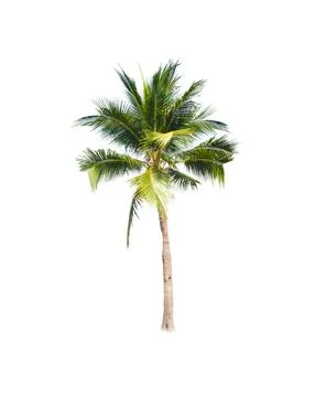 Palm tree or Coconut tree ,a green leaf isolation for summer background ,relax a Stock Photos