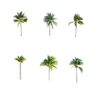 Palm tree or Coconut tree ,a green leaf isolation for summer background ,relax a Stock-Fotos