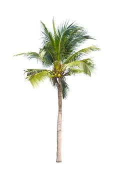 Palm tree or Coconut tree ,a green leaf isolation for summer background ,relax a Stock Photos