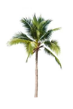 Palm tree or Coconut tree ,a green leaf isolation for summer background ,relax a Stock Photos