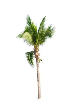 Palm tree or Coconut tree ,a green leaf isolation for summer background ,relax a Stock Photos