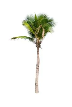 Palm tree or Coconut tree ,a green leaf isolation for summer background ,relax a Stock Photos
