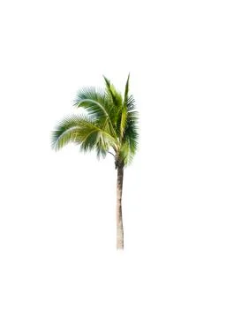 Palm tree or Coconut tree ,a green leaf isolation for summer background ,relax a Stock Photos