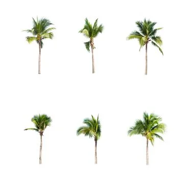 Palm tree or Coconut tree ,a green leaf isolation for summer background ,relax a Stock Photos