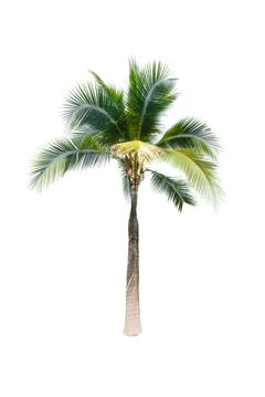 Palm tree or Coconut tree ,a green leaf isolation for summer background ,relax a Stock Photos