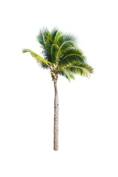 Palm tree or Coconut tree ,a green leaf isolation for summer background ,relax a Stock Photos